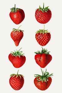 Hand drawn natural fresh strawberries set vector