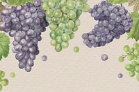 Hand drawn natural fresh grape frame vector