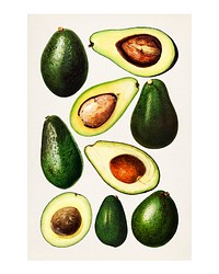 Hand drawn natural fresh avocado