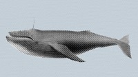 Halftone Humpback whale sticker design element