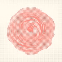 Halftone pink ranunculus sticker overlay