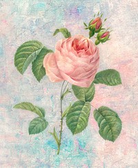 Pink rose flower design element illustration