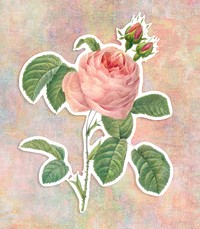 Pink rose flower sticker design element illustration