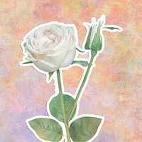 White rose flower sticker design element illustration
