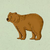 Hand drawn grizzly design element