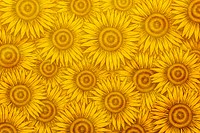 Hand drawn sunflower background design resource