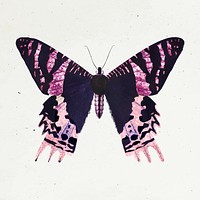 Pink Madagascan Sunset Moth on a beige background vector