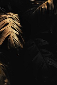 Golden monstera leaves background design resource 