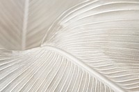 Creamy bird of paradise leaf background design resource 