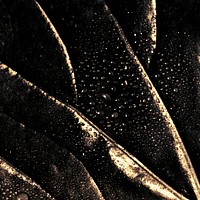 Wet golden alocasia leaf background design resource  