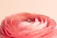 Red ranunculus flower design resource 