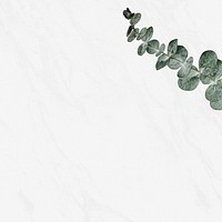 Eucalyptus leaf psd white marble background