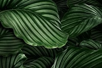 Calathea Orbifolia green natural leaves background