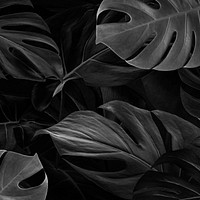 Black monstera nature background wallpaper 