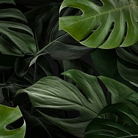 Green monstera nature background wallpaper