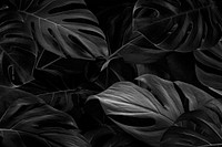 Black monstera leaves background wallpaper