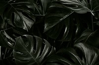 Monstera tropical leaves background wallpaper