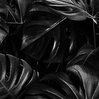 Monstera leaves jungle nature background