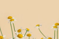 Daisy flowers on a beige background 