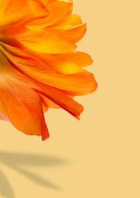 Closeup of red poppy flower petals on beige background