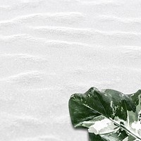 Variegated leaf on white texture background