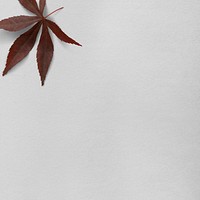 Dried maple leaf gray background