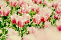 Pink tulip sparkle floral background image