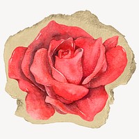 Red rose flower, ripped paper collage element