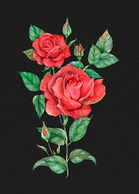 Hand drawn psd red rose flower