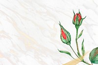 Blooming red rose psd social media banner background