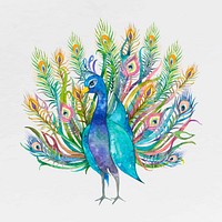 Watercolor peacock vector spreading its tails illustration