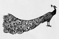 Peacock vector black bird stencil pattern hand drawn drawing