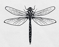Dragonfly black psd hand drawn clipart