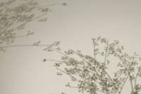 Background psd with shadow of floral branches
