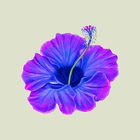 Purple hibiscus flower vector illustration in hand drawn style