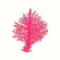 Vintage pink gorgonian coral vector illustration, remixed from public domain artworks