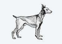 Cute greyhound dog sticker vector vintage illustration