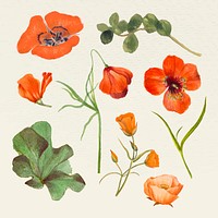 Vintage summer flower name vector illustration set, remixed from public domain artworks