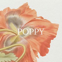 Vintage floral template vector illustration with poppy background, remixed from public domain artworks