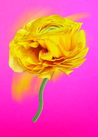 Buttercup flower sticker vector, yellow trippy psychedelic art