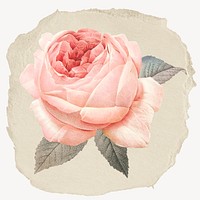 Pink rose flower, ripped paper collage element