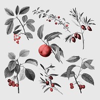 Retro fruits stickers, red botanical design set vector, remixed from original artworks by Pierre Joseph Redouté