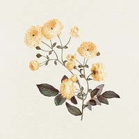 Yellow rose illustration 