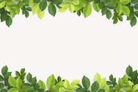 Green leaf off-white background, botanical border psd