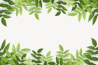 Green leaf off-white background, botanical border psd