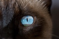 Blue cat eye background, animal design psd