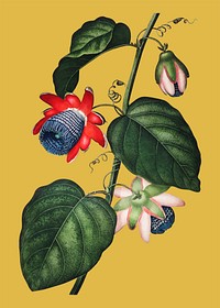 Exotic vintage flower sticker illustration vector, remix from the artwork of Robert Thornton