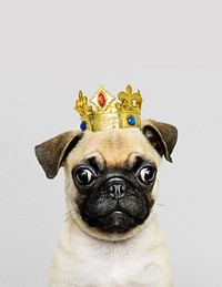 Cute Pug puppy in a gold crown