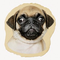 Pug puppy ripped paper, cute pet animal graphic