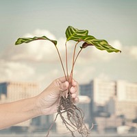 Hand holding a peacock plant